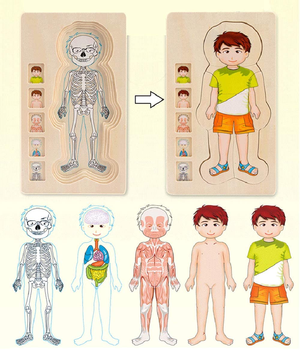 Anatomy Explorer Interactive Human Body Toy