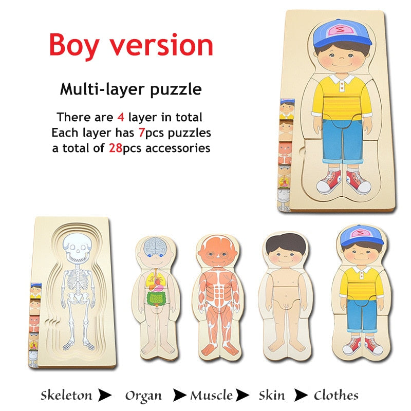 Anatomy Explorer Interactive Human Body Toy