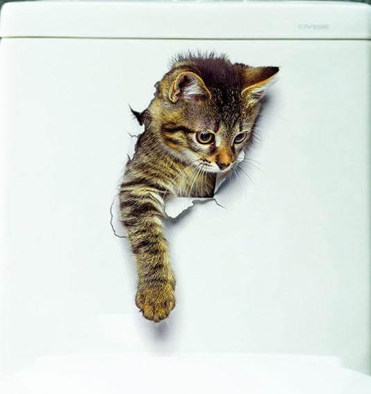 3D Pet Wall and Bathroom Stickers - UTILITY5STORE